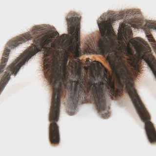 /img/21676-tarantula-reporting.webp