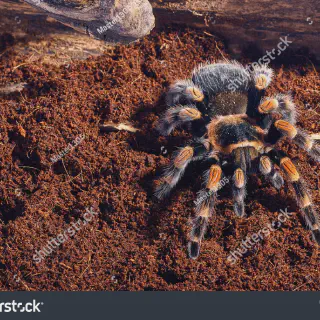 /img/21678-mexican-red-knee-tarantula-planet-zoo-conservation.webp