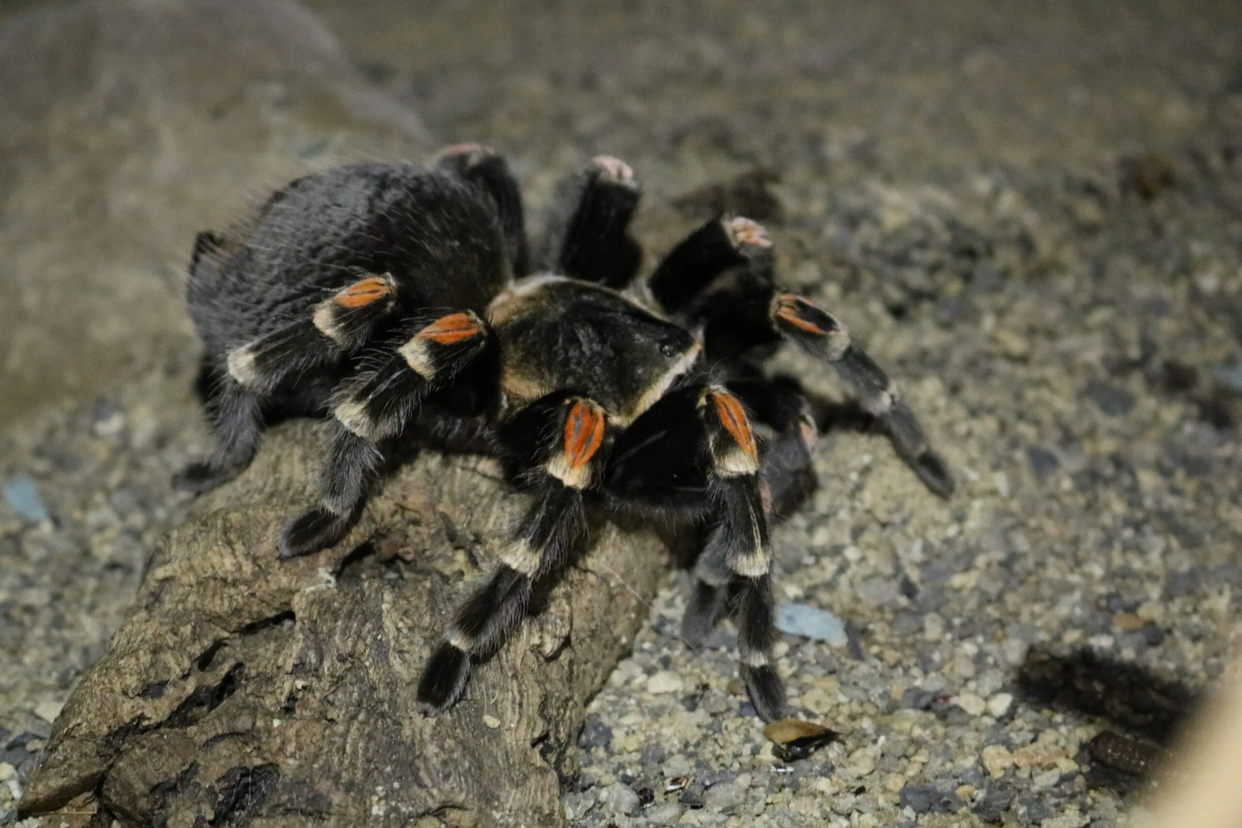 21678 mexican red knee tarantula planet zoo enclosure