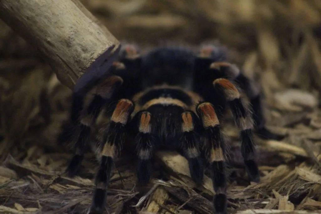 21678 mexican red knee tarantula planet zoo feeding