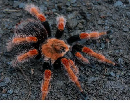 21680 tarantula buying ph