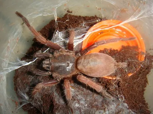 21680 tarantula feeding ph