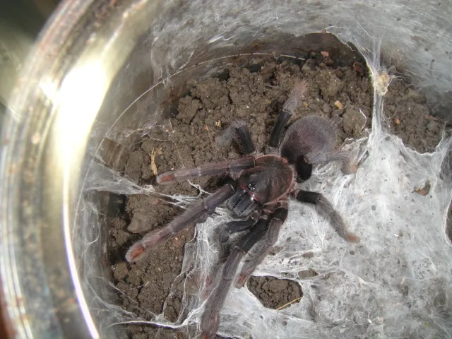 21680 tarantula health ph
