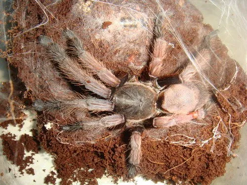 21680 tarantula housing ph