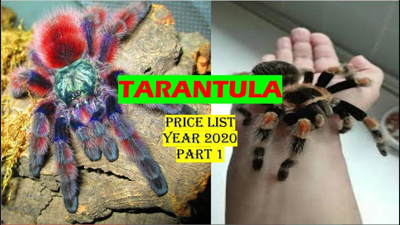/img/21680-tarantula-prices-ph.webp