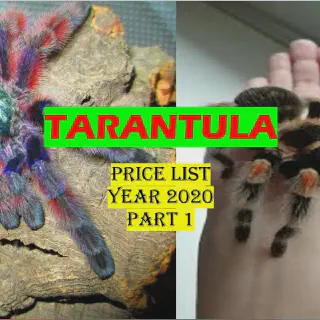 /img/21680-tarantula-prices-ph.webp