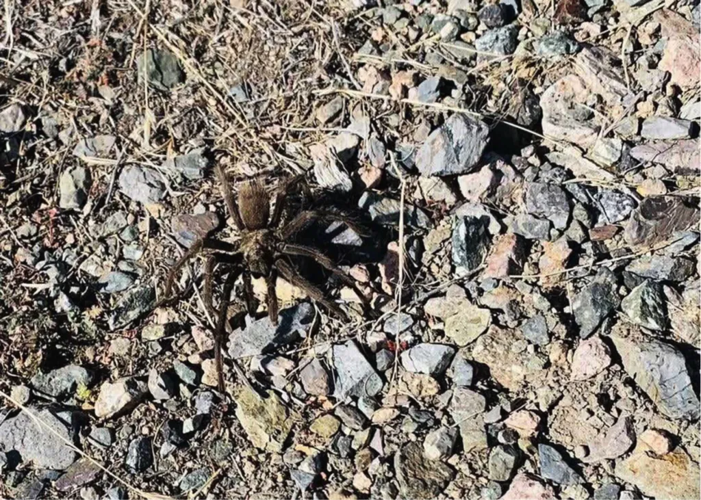 /img/21684-protecting-tarantulas.webp