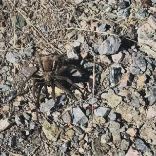 /img/21684-protecting-tarantulas.webp