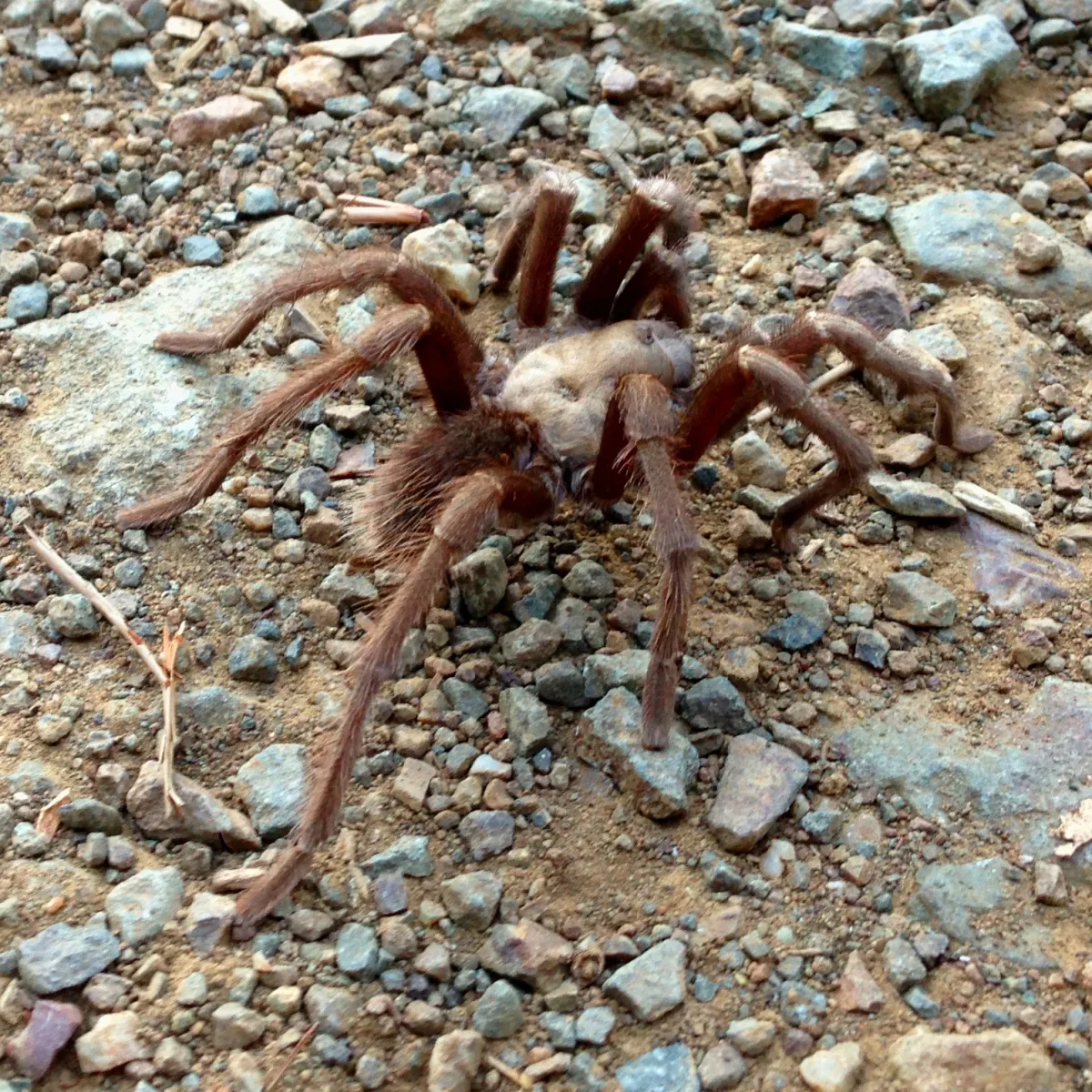 21684 tarantula species in zion