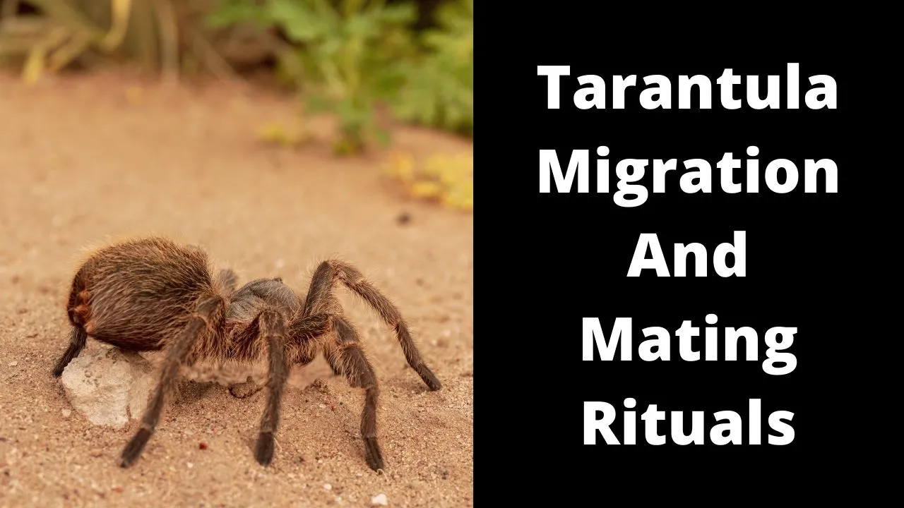 21684 zion tarantula migration overview