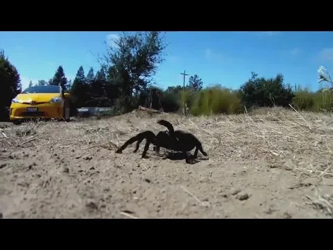 21686 tarantula migration nm image4