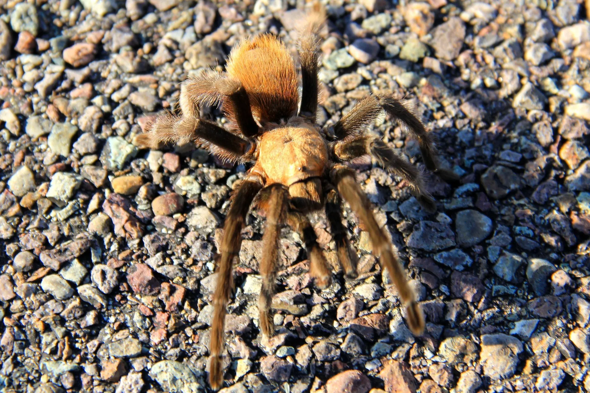 21686 tarantula migration nm image5