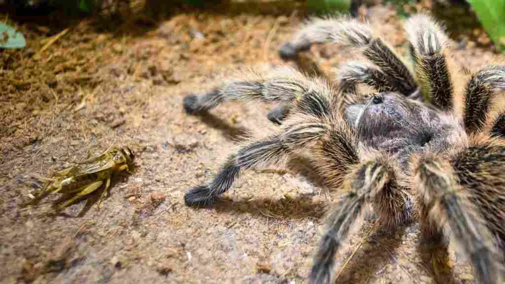 21687 tarantula molting