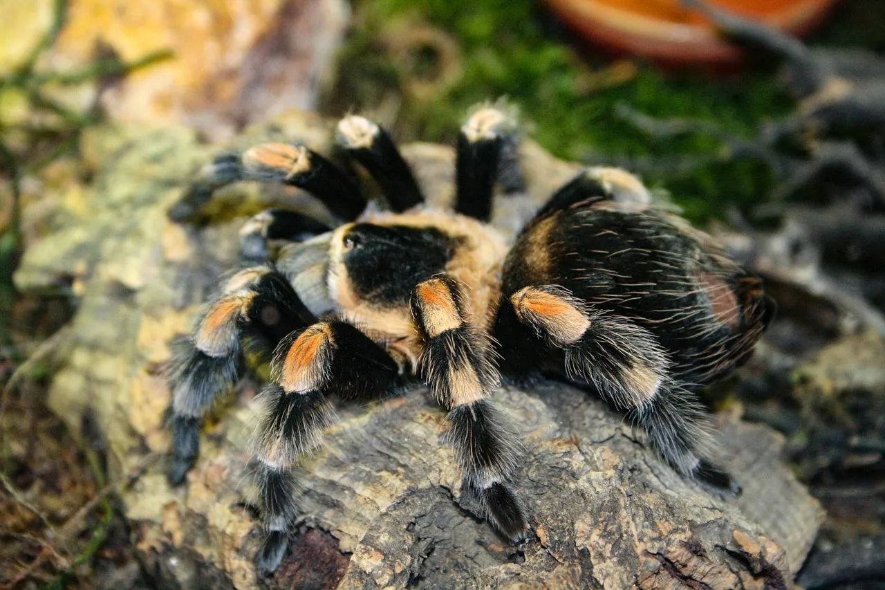 21687 tarantula stress