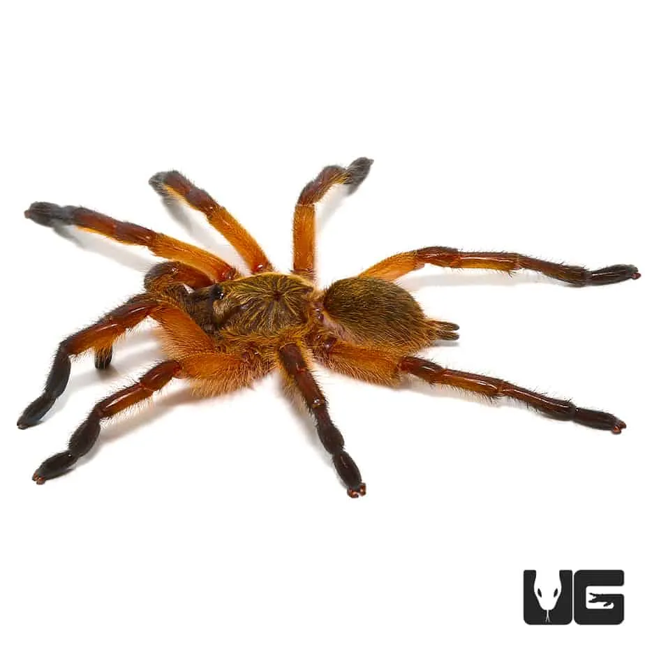 21688 golden leg baboon tarantula close up