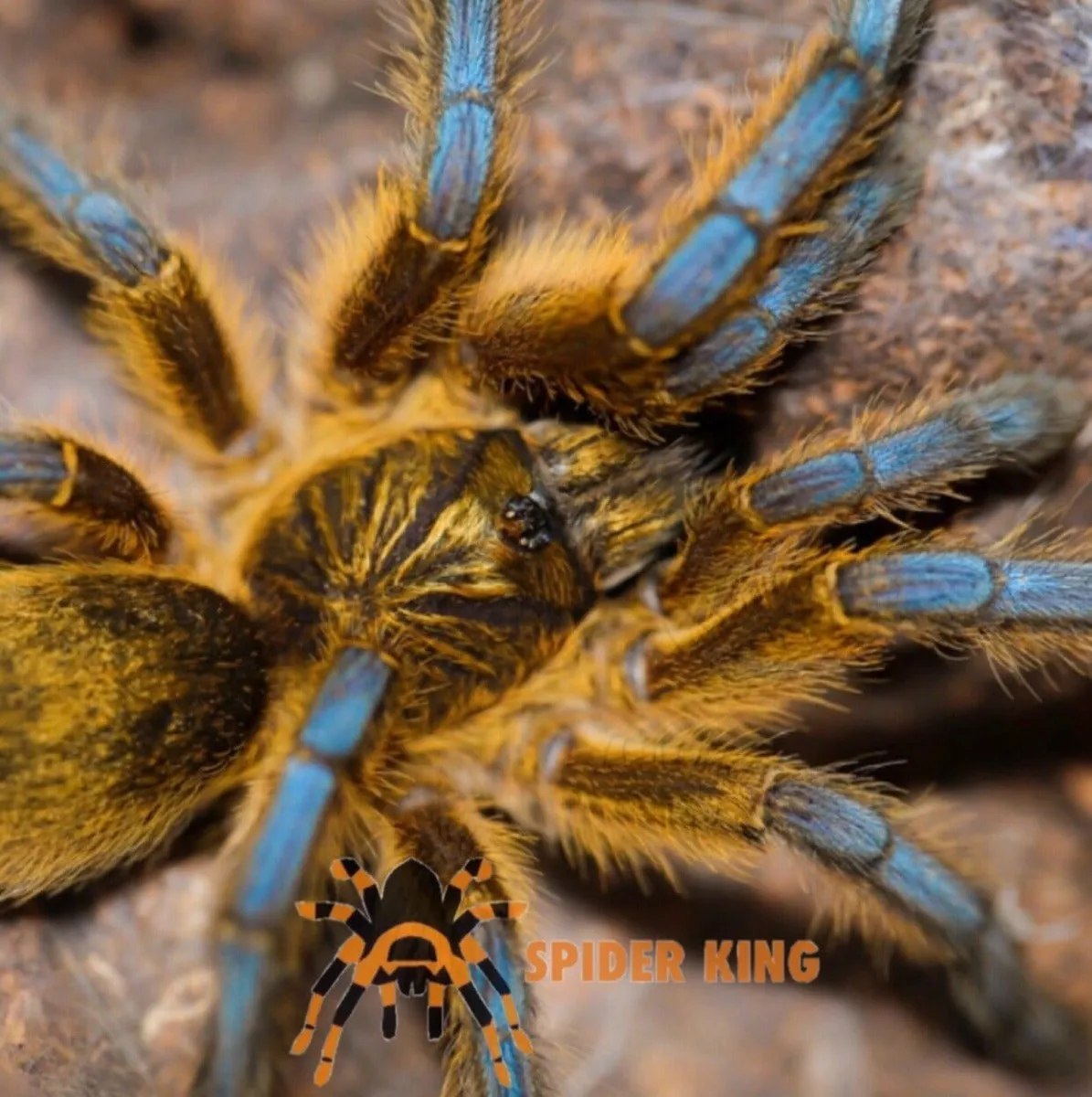 21688 golden leg baboon tarantula feeding