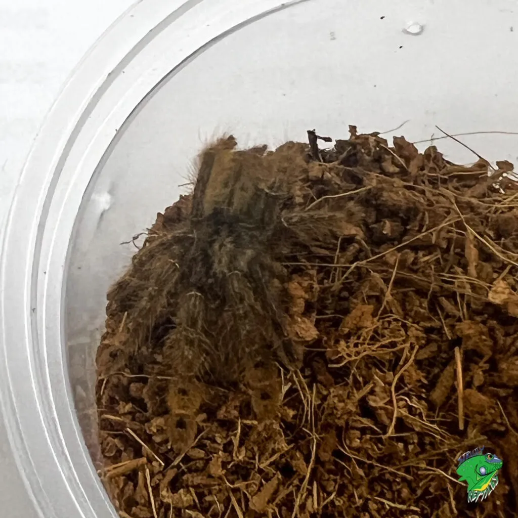 /img/21688-golden-leg-baboon-tarantula-geographic-range.webp