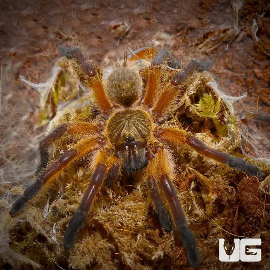 21688 golden leg baboon tarantula habitat