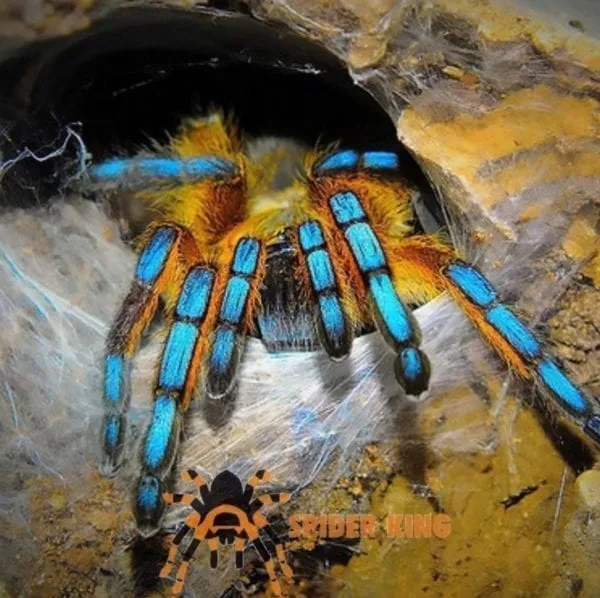 21688 golden leg baboon tarantula handling