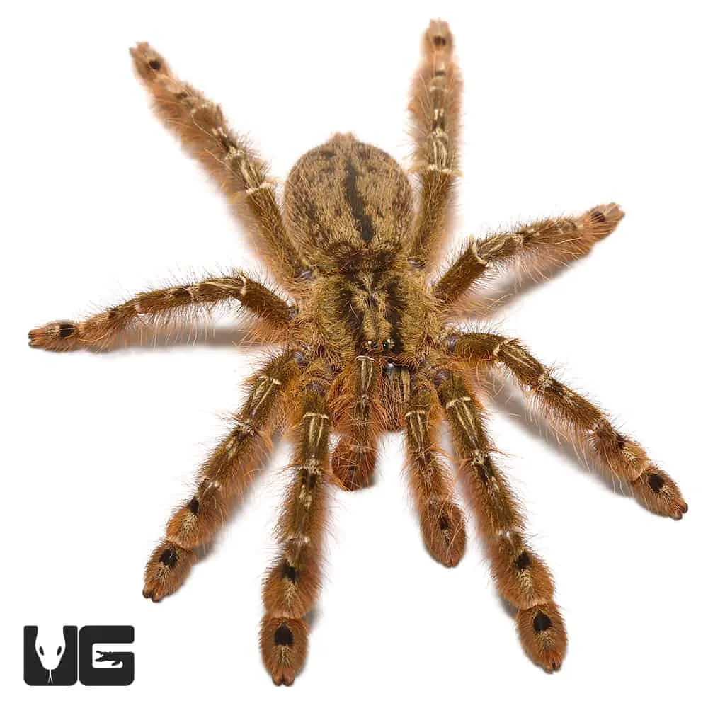21688 golden leg baboon tarantula molting