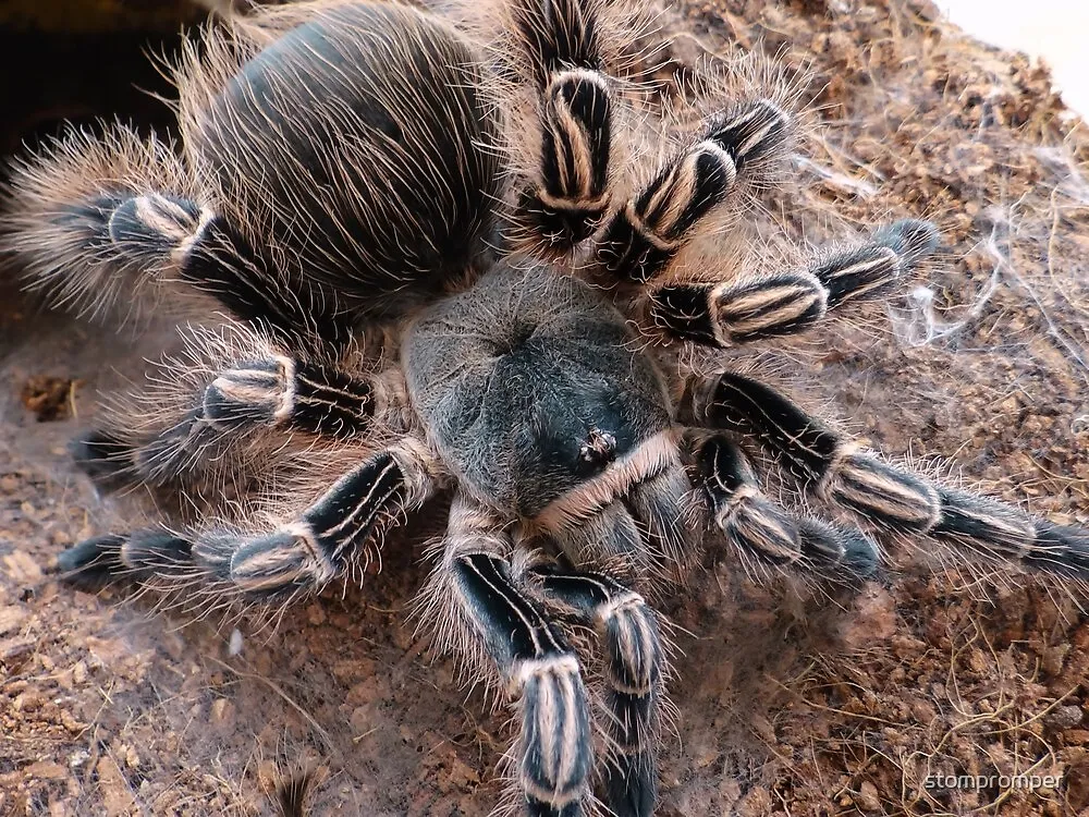 21689 pink zebra tarantula enclosure