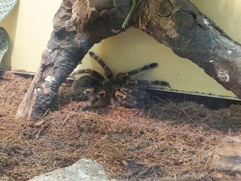 21689 pink zebra tarantula feeding