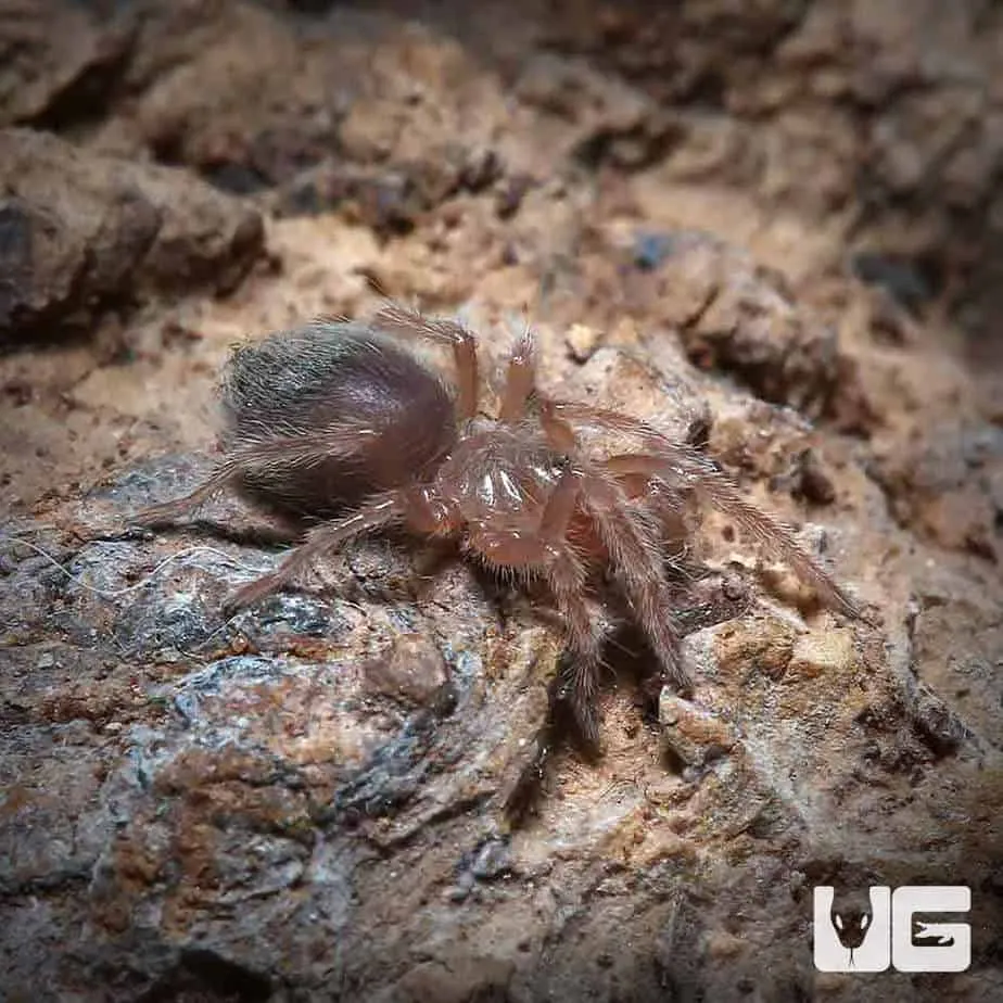 21689 pink zebra tarantula habitat