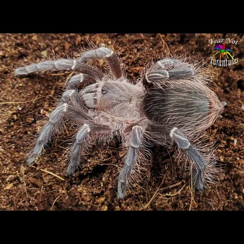 21689 pink zebra tarantula handling