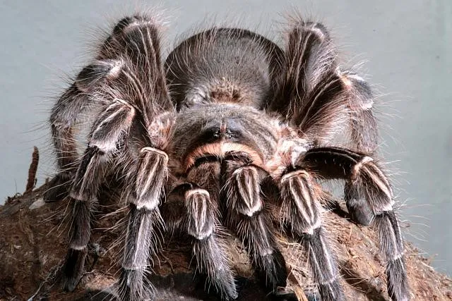/img/21689-pink-zebra-tarantula-healthy.webp