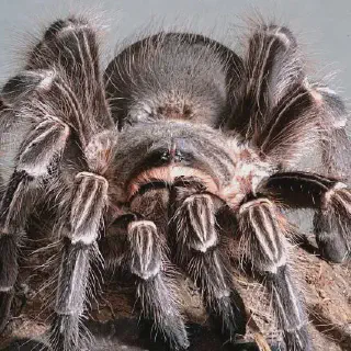 /img/21689-pink-zebra-tarantula-healthy.webp