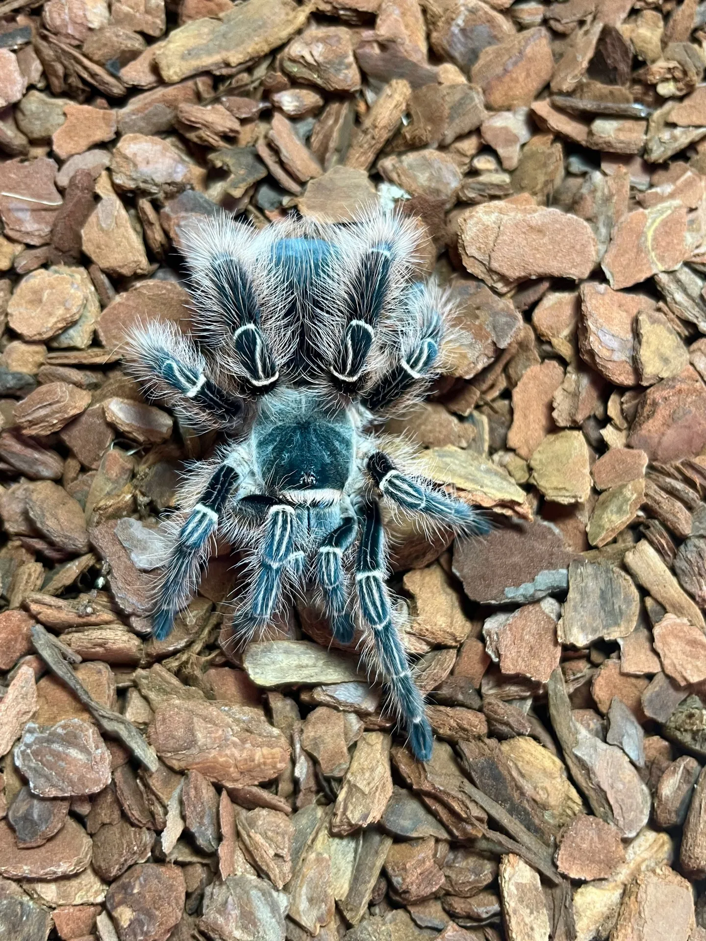 21689 pink zebra tarantula molting