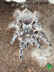 21689 pink zebra tarantula substrate