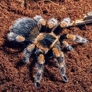 /img/21690-tarantula-enrichment.webp
