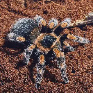 /img/21690-tarantula-enrichment.webp