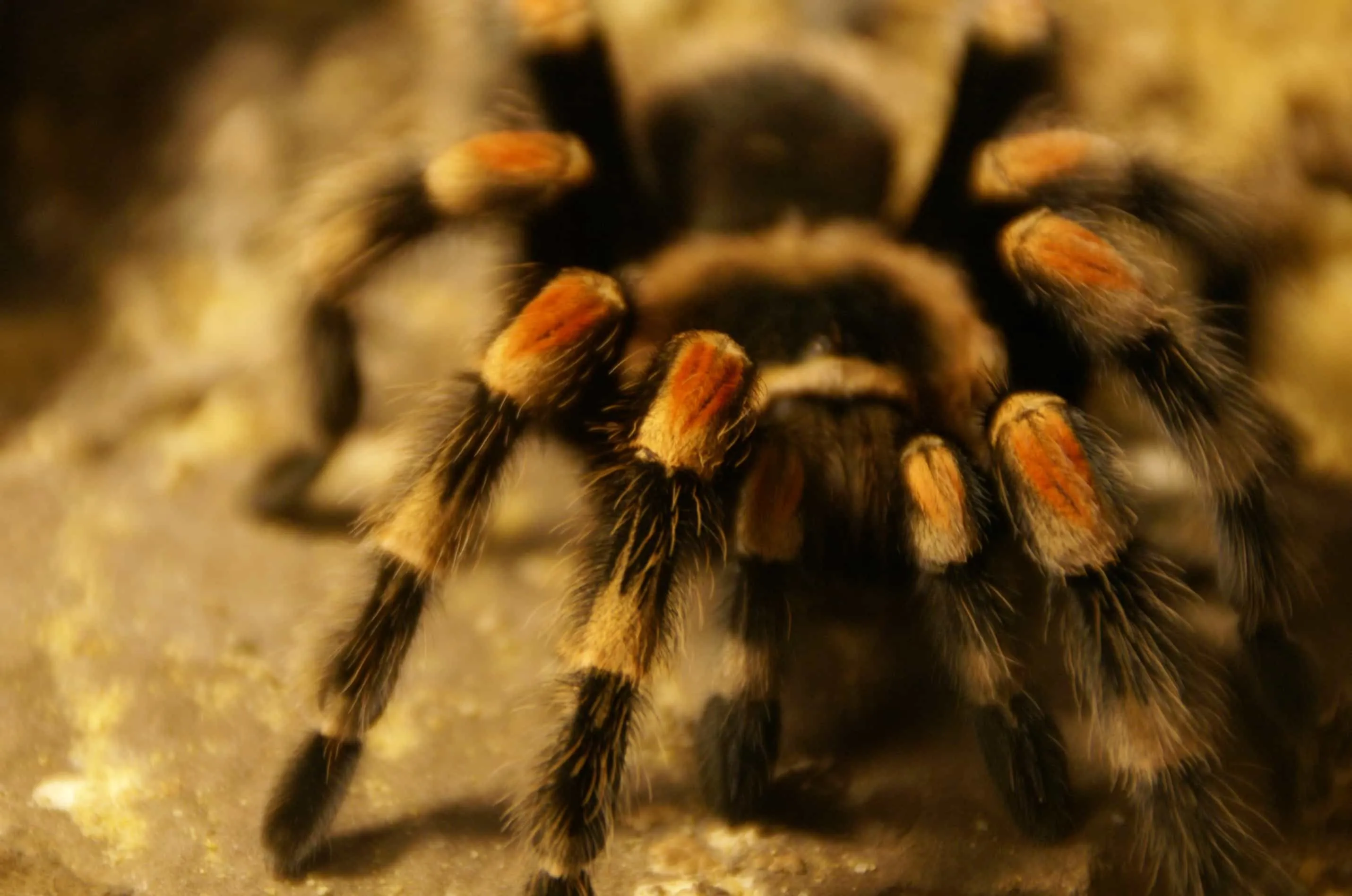 21690 tarantula feeding