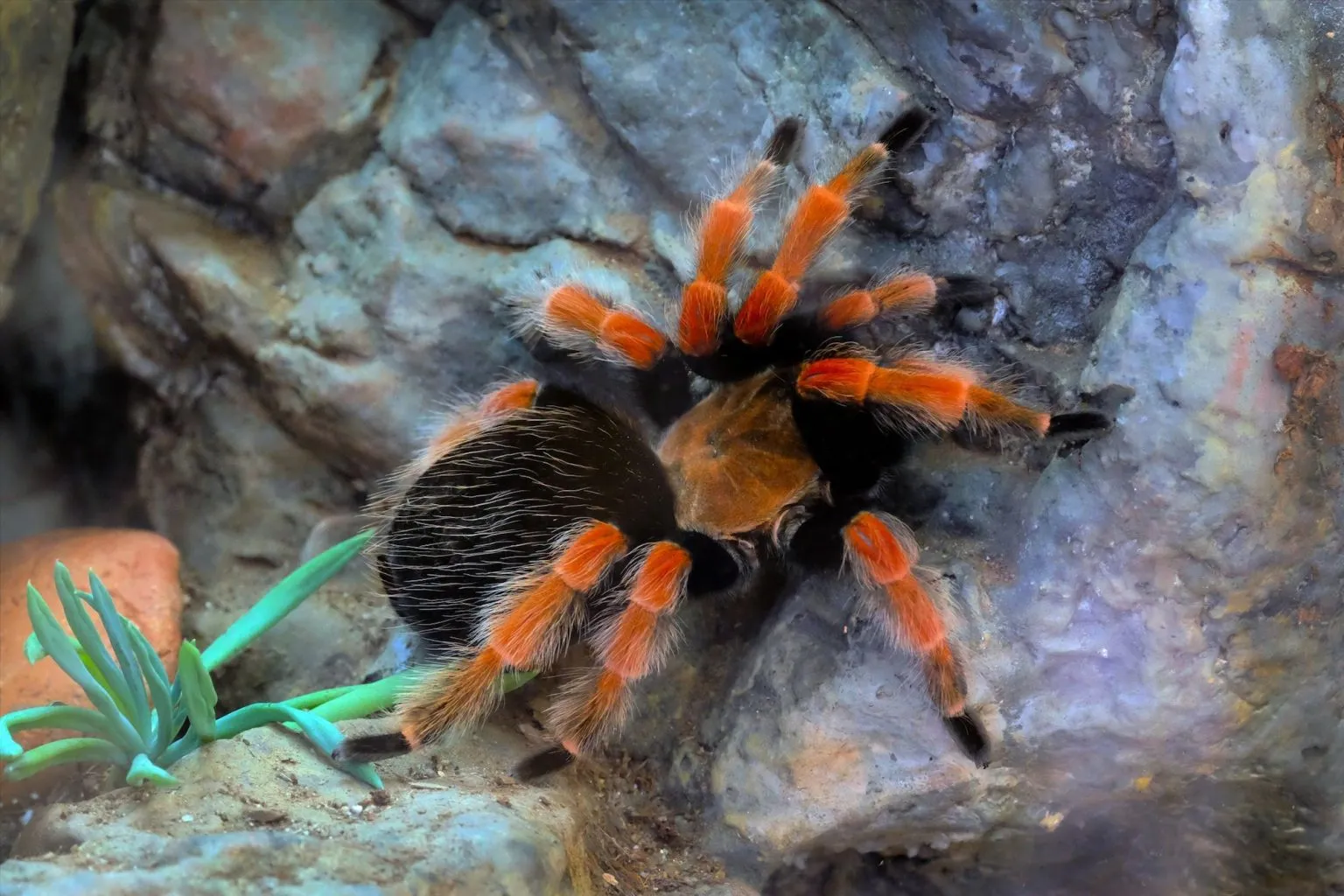 21690 tarantula molting