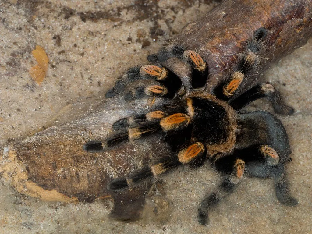 21690 tarantula temperature humidity