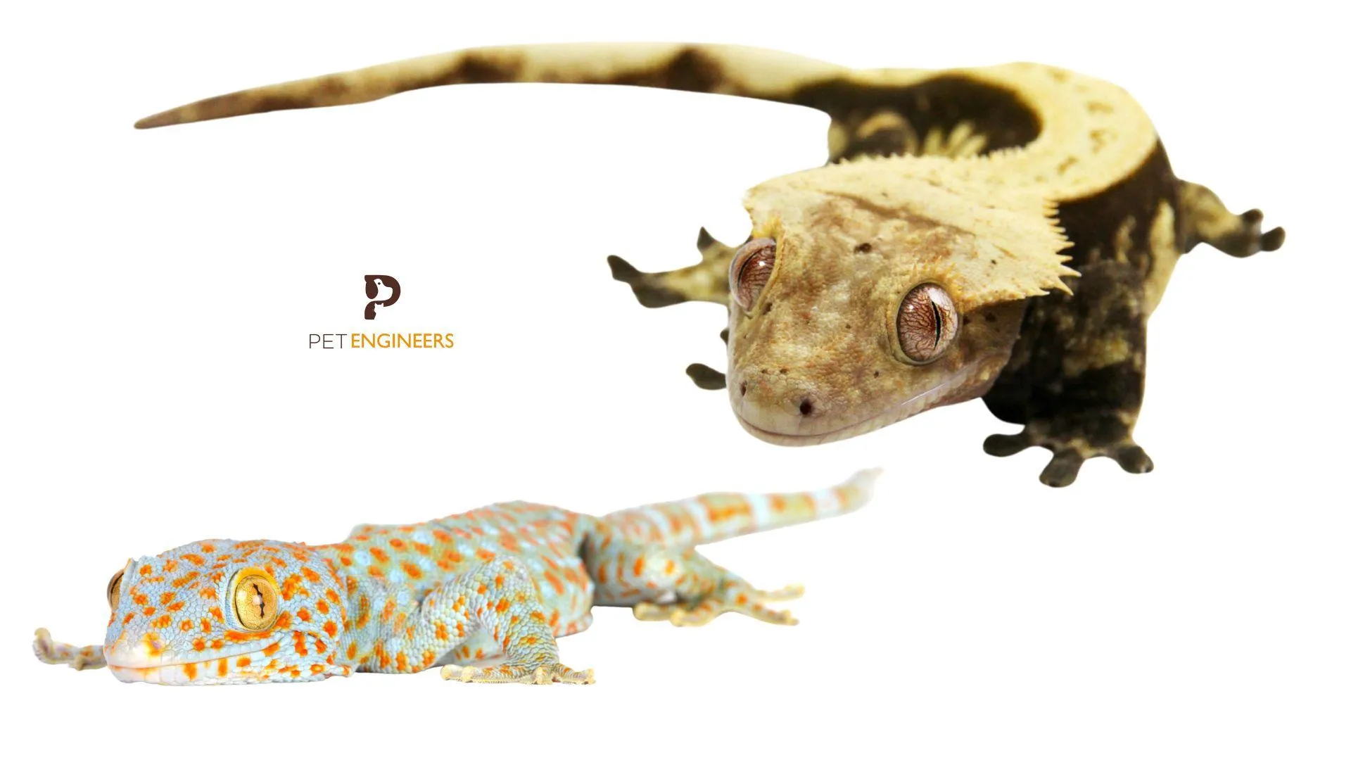 21693 tokay gecko habitat