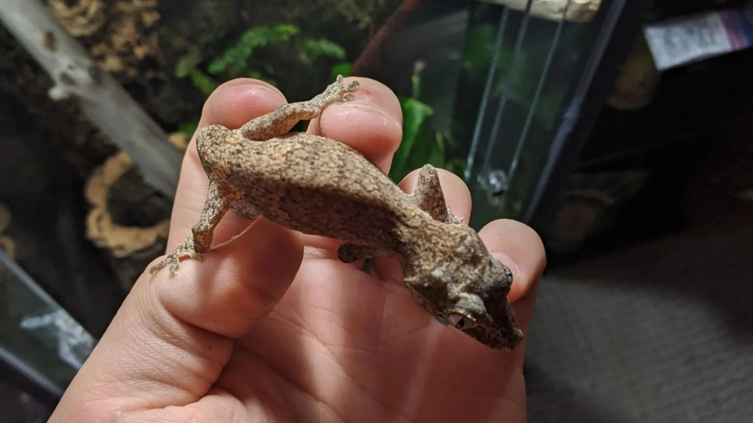 21693 tokay gecko hunting
