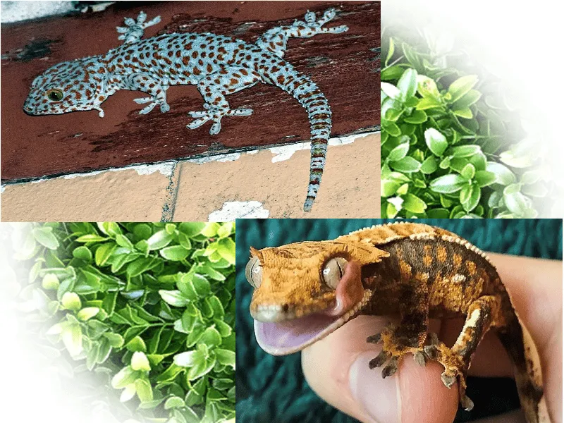 21693 tokay gecko profile