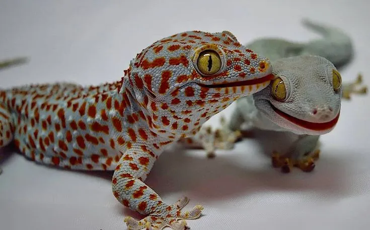 21693 tokay gecko vs tarantula fight