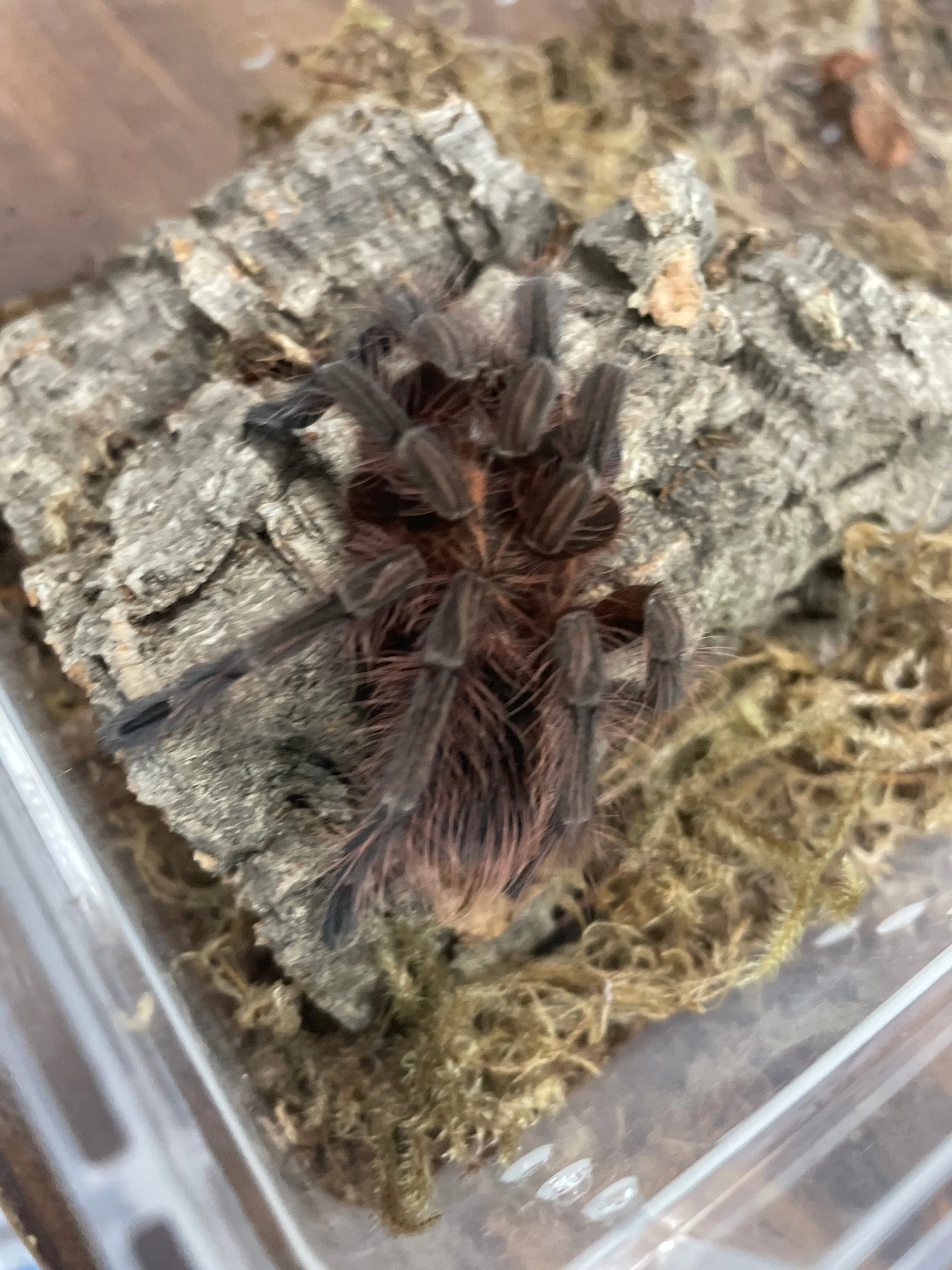 21696 machala tarantula close up