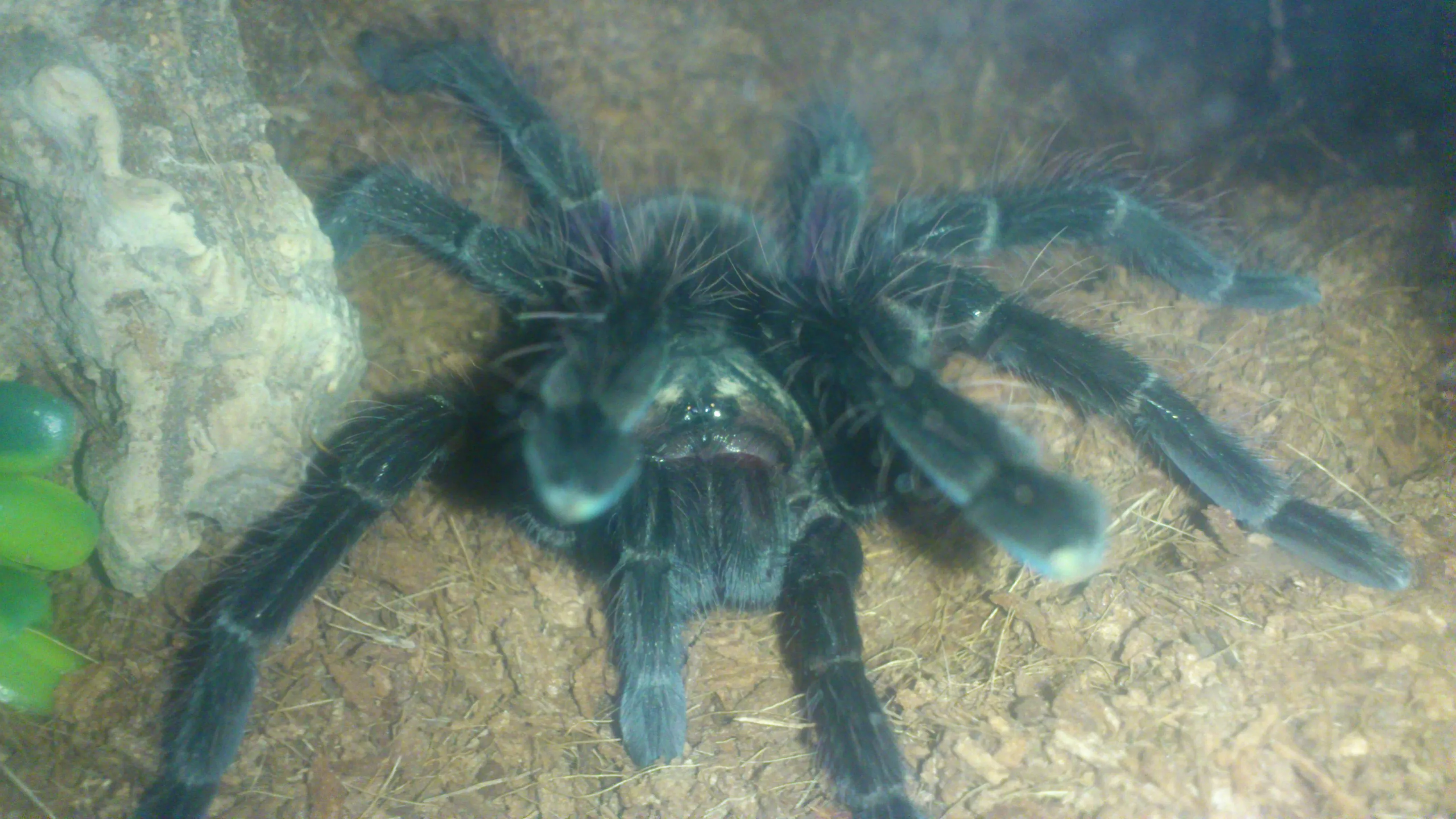 21696 machala tarantula eating