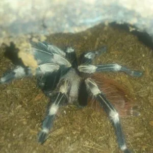 21696 machala tarantula enclosure