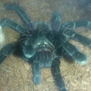 21696 machala tarantula handling