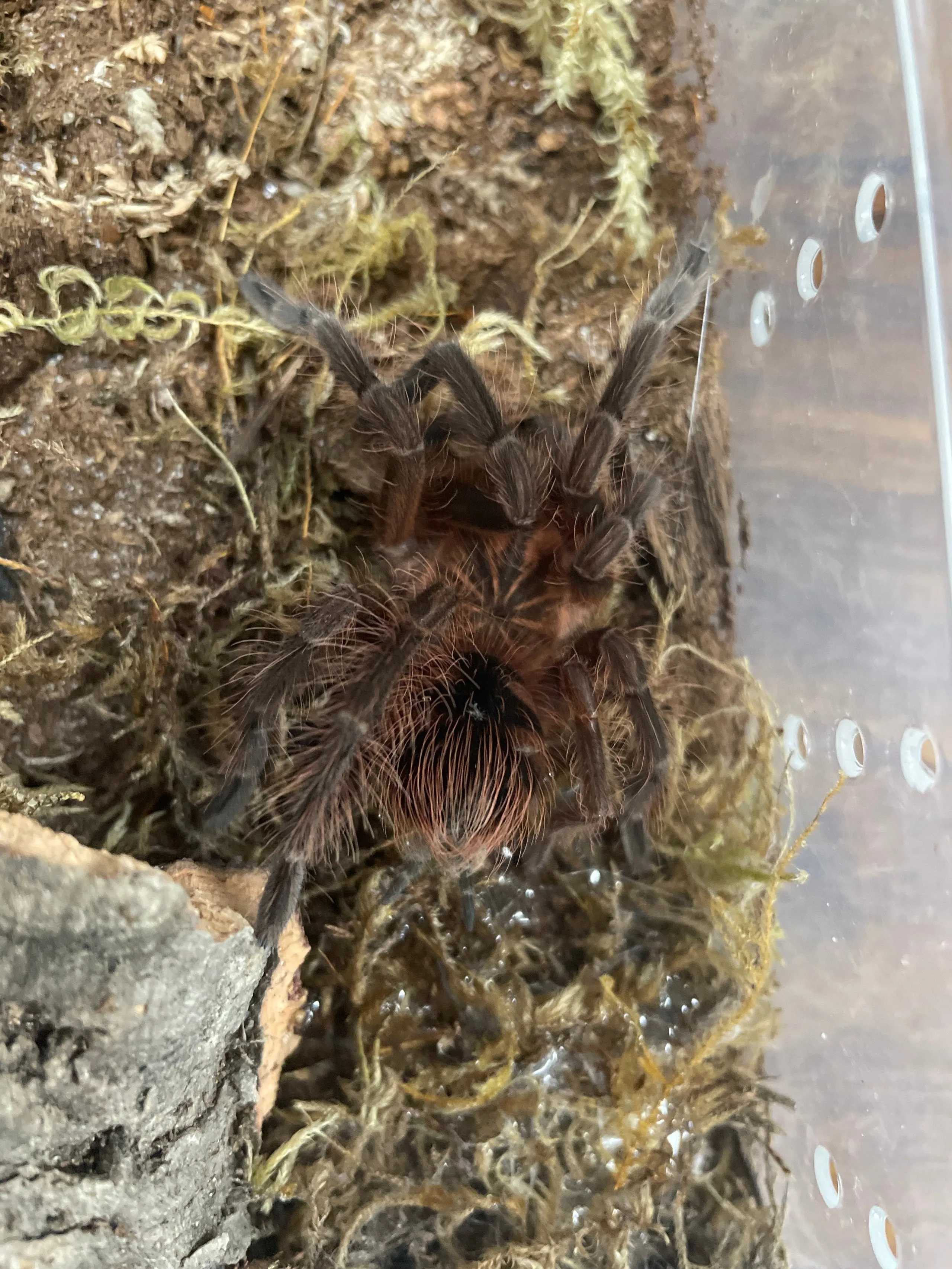 21696 machala tarantula in habitat