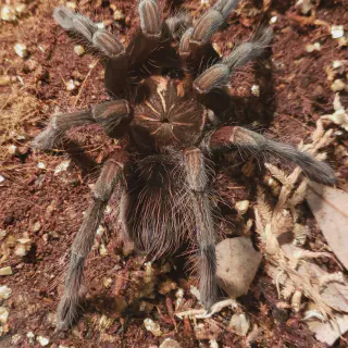 /img/21696-machala-tarantula-map.webp