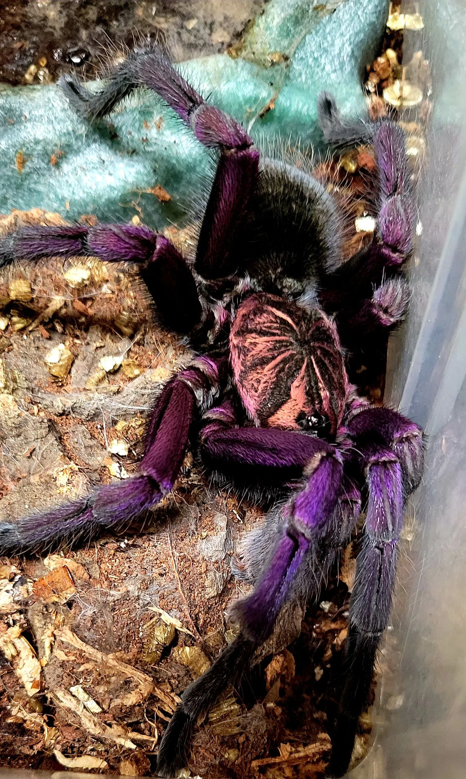 21696 machala tarantula molting