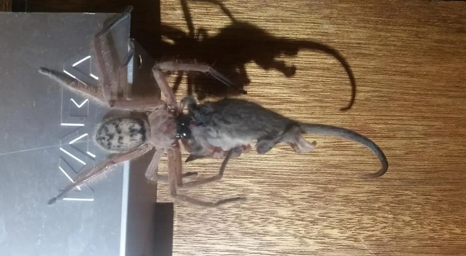 21698 opossum defenses