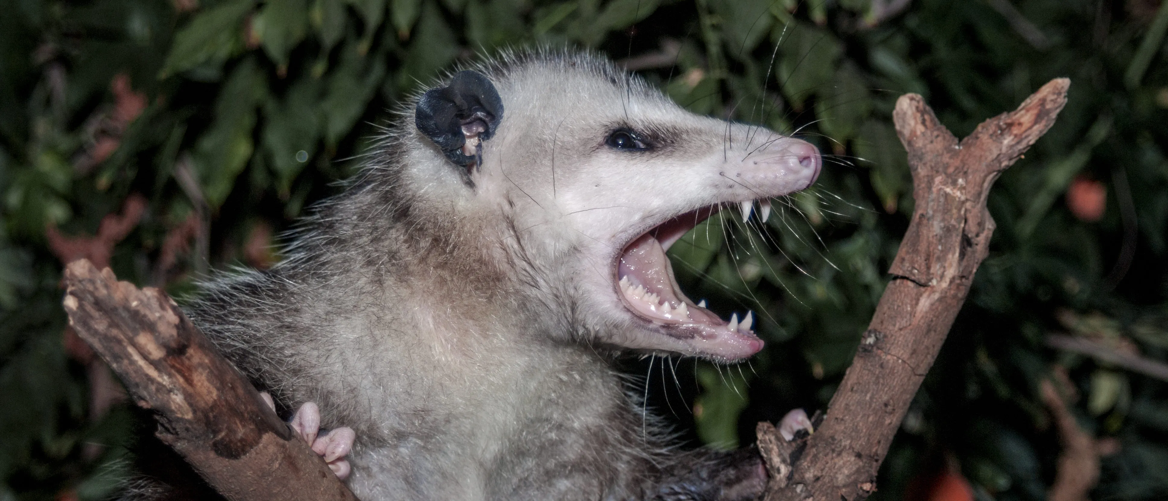 /img/21698-opossum-habitat.webp